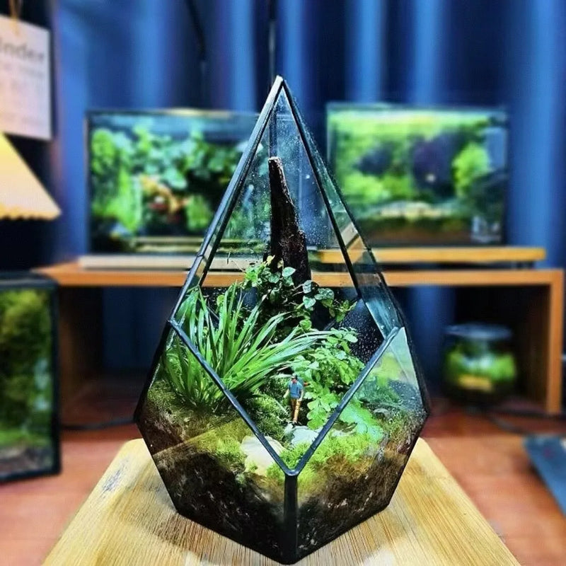 Terrarium diamant en verre pour plantes et succulentes