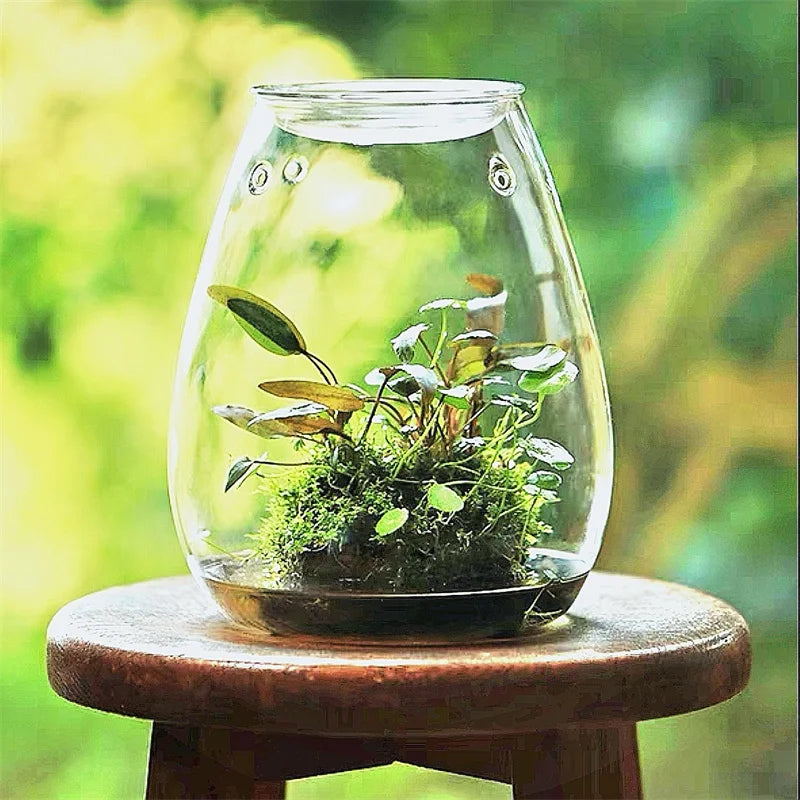 Terrarium bouteille en verre borosilicate avec couvercle
