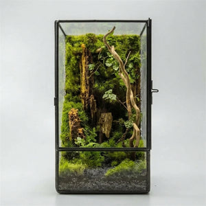 Terrarium carré en verre 11 × 11 × 21,5 cm pour mousse et micro-paysages