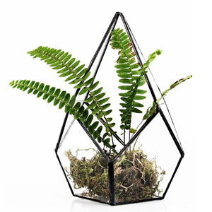 Terrarium diamant en verre pour plantes et succulentes