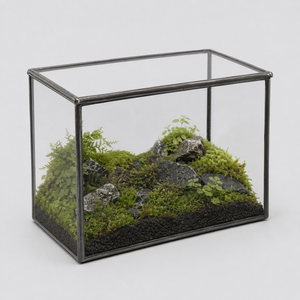 Terrarium cuboïde en verre pour micro-paysages