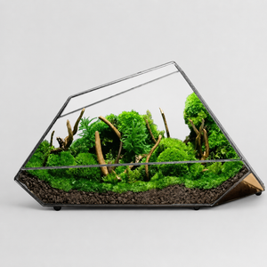 Terrarium géométrique en verre pour mousse et micro-paysages