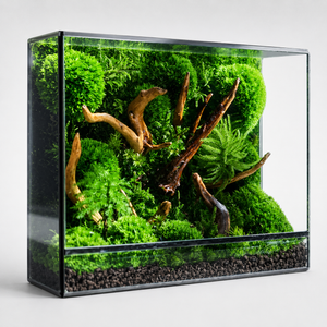 Terrarium géométrique en verre pour mousse et micro-paysages