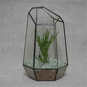 Terrarium quartz en verre pour plantes et micro-paysages