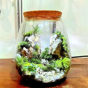 Terrarium en verre borosilicate avec couvercle en liège