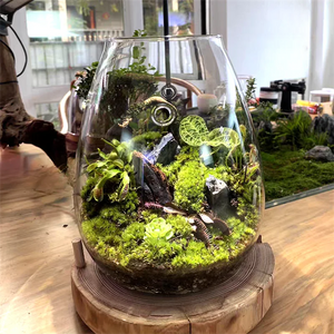 Terrarium bouteille en verre borosilicate avec couvercle
