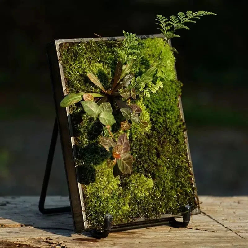 Terrarium cadre en verre 12 × 17 cm avec support
