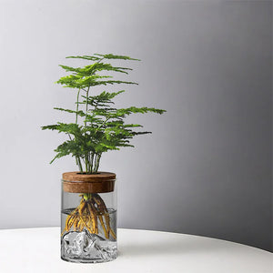 Vase bouteille en verre hydroponique pour plantes d’intérieur