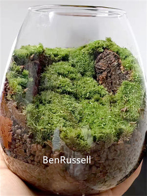 Terrarium en verre borosilicate avec couvercle en liège