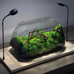 Terrarium géométrique en verre 26,5 × 13,7 × 15 cm